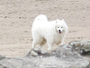 Gorgeous dog on the beach