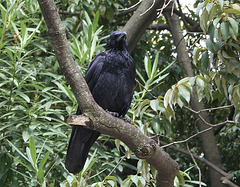 Japan Birds Raven (Corvus corvix) 11