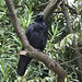 Japan Birds Raven (Corvus corvix) 11