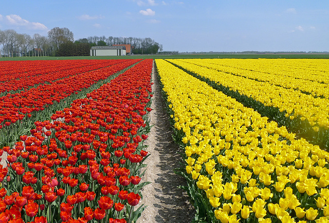 Nederland - Noordoostpolder, tulips