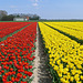 Nederland - Noordoostpolder, tulips