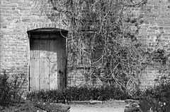 Unused doorway with creepers - Croft Castle