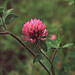 Another (well, actually the same) Red Clover