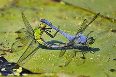 Will the Circle be Unbroken?  – Dragonflies Mating