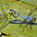Will the Circle be Unbroken?  – Dragonflies Mating