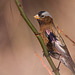 Gray-Crowned Rosy-Finch (Leucosticte tephrocotis)