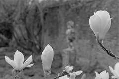 Magnolia with small statue - Croft Castle