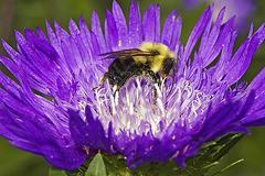 Happy as a Bee in Pollen