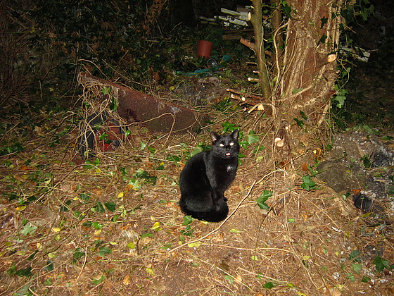 Pippin in the clearing
