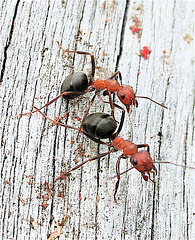 Hard working ants.