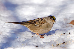 Golden-Crowned Sparrow (Zonotrichia atricapilla)