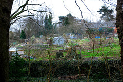 Across the allotments