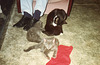 Fred with Zisi & Pani when they were tiny