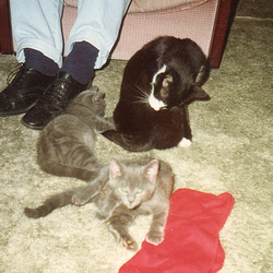 Fred with Zisi & Pani when they were tiny