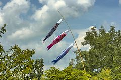Koi Nobori Flags – National Arboretum, Washington DC