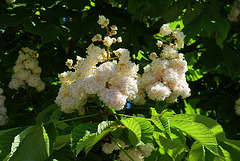 Fleurs blanches : Sorbus wetra