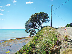 Below Te Araroa coast road.