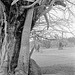 Tree in the grounds of Croft Castle