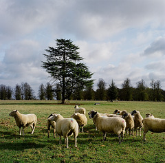 Lamer sheep