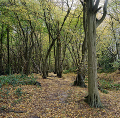 Autumn woods at Lamer