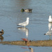 Northern Shoveler, Mallard and Ring-Billed Gulls