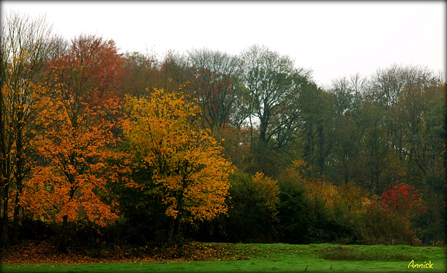 l'automne est bien là les feuilles s'envolent, la pluie s'en mèle......