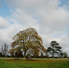 Lamer Park in the Autumn