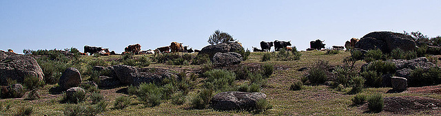 20120518 0208RAw [R~E] Rinder, Belen, Extremadura