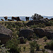 20120518 0209RAw [R~E] Rinder, Belen, Extremadura