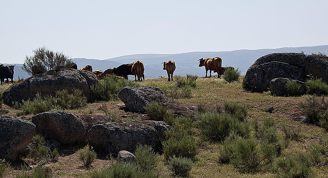 20120518 0210RAw [R~E] Rinder, Belen, Extremadura