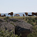 20120518 0211RAw [R~E] Rinder, Belen, Extremadura