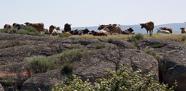20120518 0212RAw [R~E] Rinder, Belen, Extremadura
