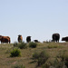 20120518 0213RAw [R~E] Rinder, Belen, Extremadura