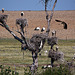 20120518 0215RTw [R~E] Weißstorch (Ciconia ciconia), Belen, Extremadura