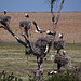 20120518 0216RTw [R~E] Weißstorch (Ciconia ciconia), Belen, Extremadura