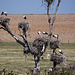 20120518 0217RTw [R~E] Weißstorch (Ciconia ciconia), Belen, Extremadura