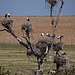 20120518 0218RTw [R~E] Weißstorch (Ciconia ciconia), Belen, Extremadura