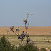 20120518 0220RTw [R~E] Weißstorch (Ciconia ciconia), Belen, Extremadura