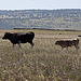 20120518 0222RTw [R~E] Rinder, Belen, Extremadura