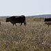 20120518 0223RTw [R~E] Rinder, Belen, Extremadura