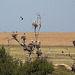 20120518 0224RTw [R~E] Weißstorch (Ciconia ciconia), Belen, Extremadura