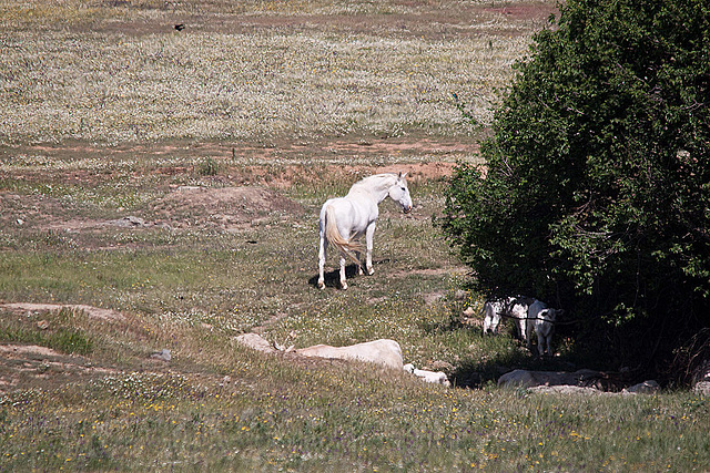 20120518 0225RTw [R~E] Pferd, Belen, Extremadura