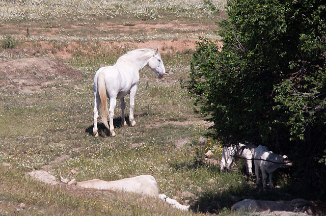 20120518 0226RTw [R~E] Pferd, Belen, Extremadura