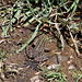 20120518 0231RAw [E] Seefrosch (Rana ridibunda), Rio Almonte, Extremadura
