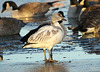 2012, Bird 1 - Snow Goose (Chen caerulescens)