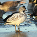 2012, Bird 1 - Snow Goose (Chen caerulescens)