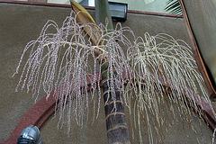 Palm Tree (6907)