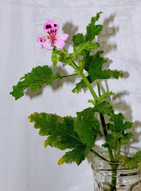 Pelargonium quercifolium (3)