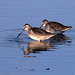 Long-Billed Dowitchers