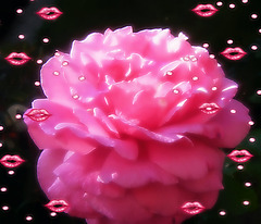 une rose qui vous diffuse pleins de bisous à vous tous